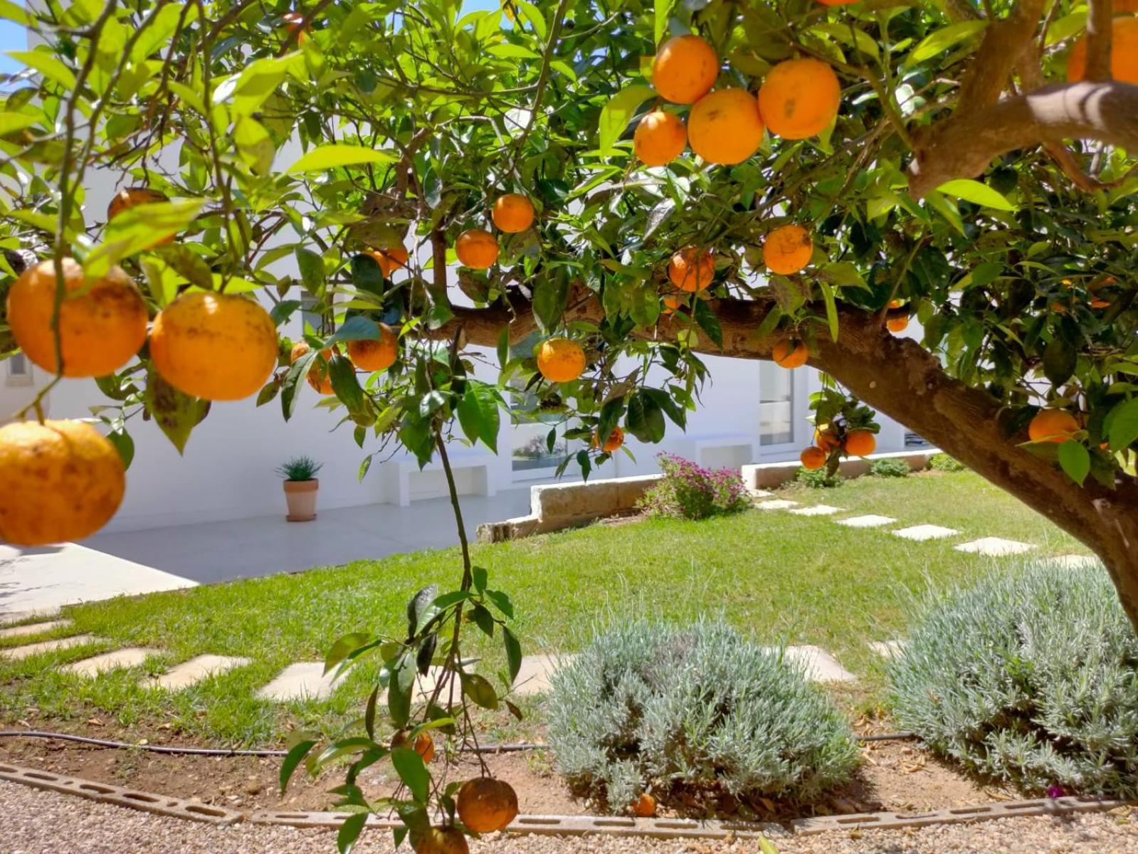 Corte Mercurio B&B Ugento Exteriér fotografie